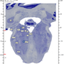 Rhesus Brainstem
