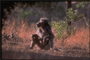 at rest