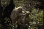 grooming