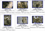 various species of marmoset